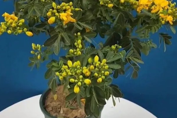 黄金梅如何养殖,适宜生长在光照充足的环境中