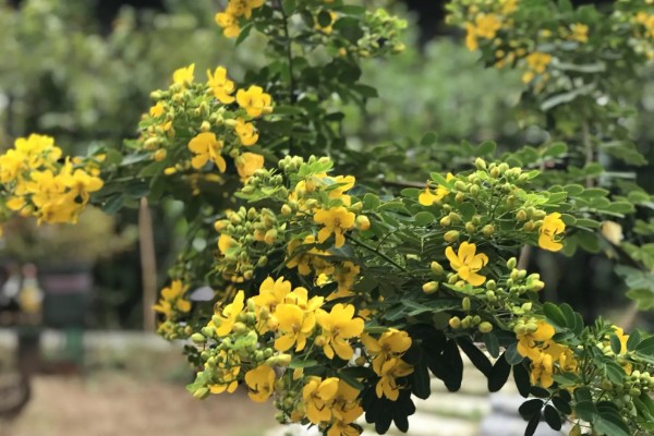 黄金梅如何养殖,适宜生长在光照充足的环境中