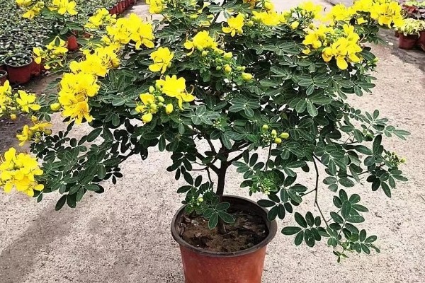 黄金梅如何养殖,适宜生长在光照充足的环境中