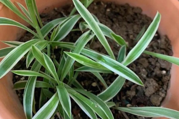 金边吊兰怎么养，适合在半阴且温暖的环境下生长