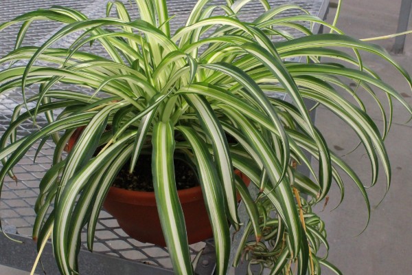 金边吊兰怎么养，适合在半阴且温暖的环境下生长