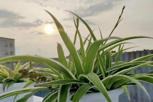 金边吊兰怎么养，适合在半阴且温暖的环境下生长