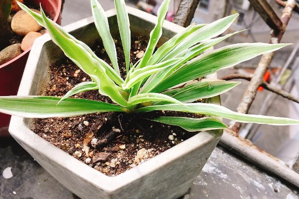 金边吊兰怎么养，适合在半阴且温暖的环境下生长