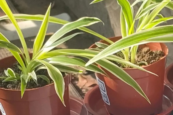 金边吊兰怎么养，适合在半阴且温暖的环境下生长