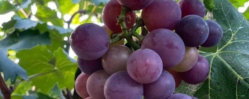 家里种葡萄是否不吉利,家里种葡萄不吉利是迷信的说法