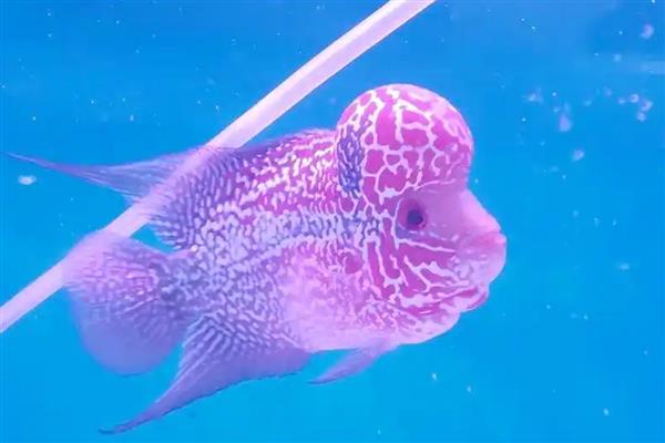 罗汉鱼不起头的原因，可能是营养不足所致