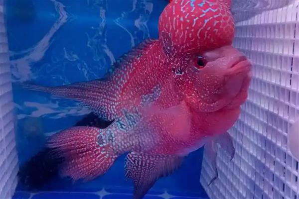 罗汉鱼不起头的原因，可能是营养不足所致
