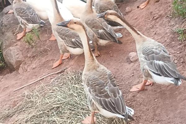 家养鹅的飞行高度，通常仅为1-3米左右