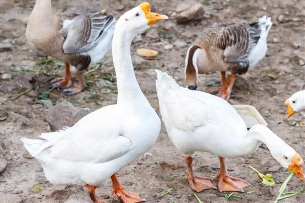 家养鹅的飞行高度，通常仅为1-3米左右