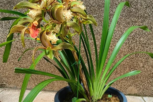 梅花与什么并称四君子，与兰、竹、菊并称为四君子