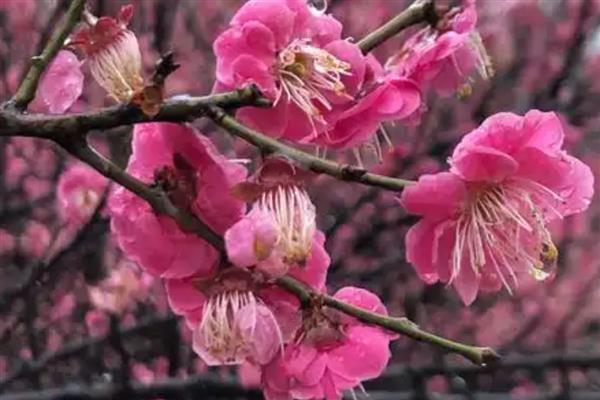 梅花与什么并称四君子，与兰、竹、菊并称为四君子