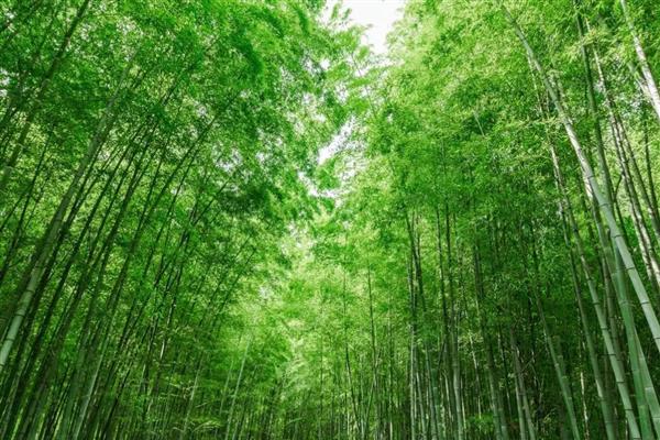 梅花与什么并称四君子，与兰、竹、菊并称为四君子