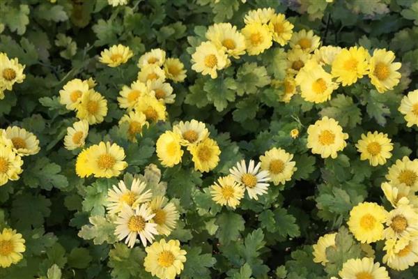 梅花与什么并称四君子，与兰、竹、菊并称为四君子