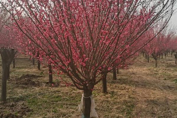 梅花与什么并称四君子，与兰、竹、菊并称为四君子
