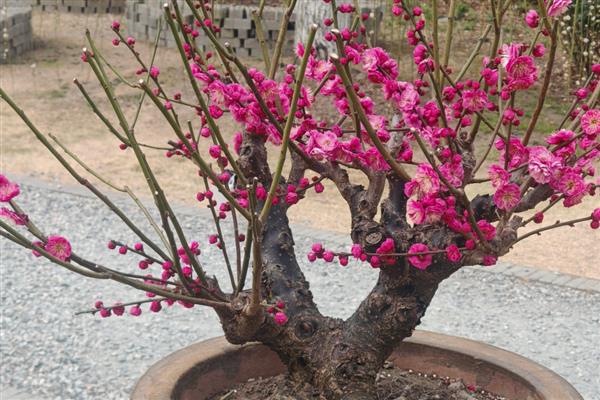 梅花与什么并称四君子，与兰、竹、菊并称为四君子