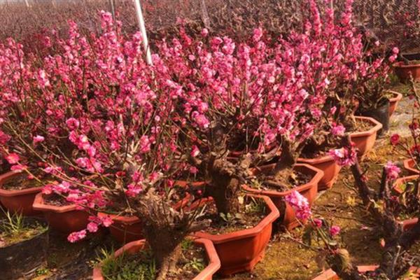 梅花与什么并称四君子，与兰、竹、菊并称为四君子