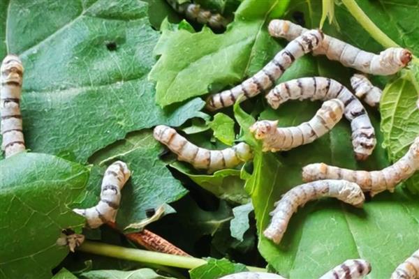 养蚕的方法,先准备一个无异味的纸盒