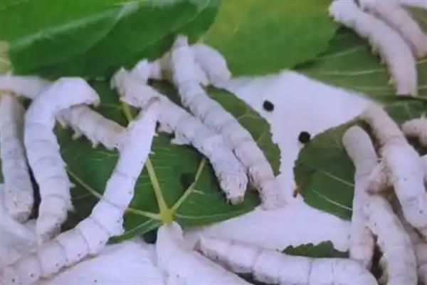 养蚕的方法,先准备一个无异味的纸盒