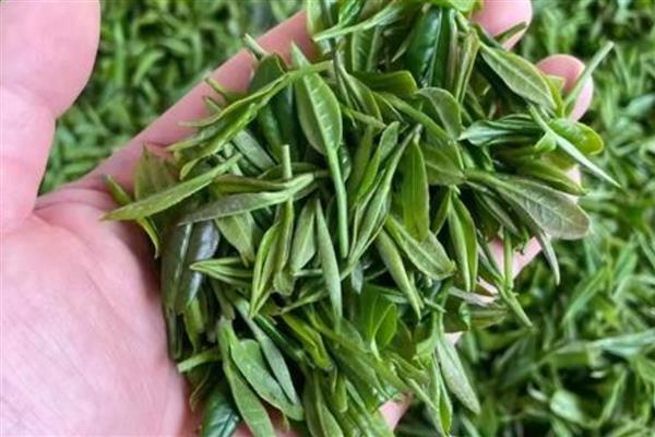 江西产什么茶,有庐山云雾茶、婺源绿茶等