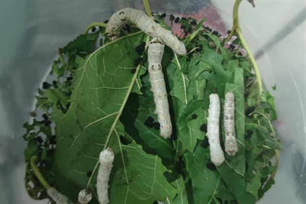 养蚕的方法,先准备一个无异味的纸盒