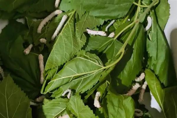 养蚕的方法,先准备一个无异味的纸盒