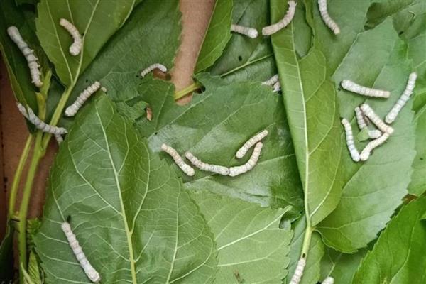 养蚕的方法,先准备一个无异味的纸盒