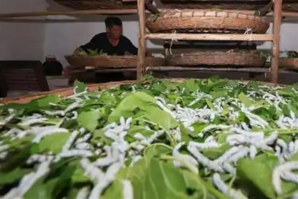 养蚕的方法,先准备一个无异味的纸盒