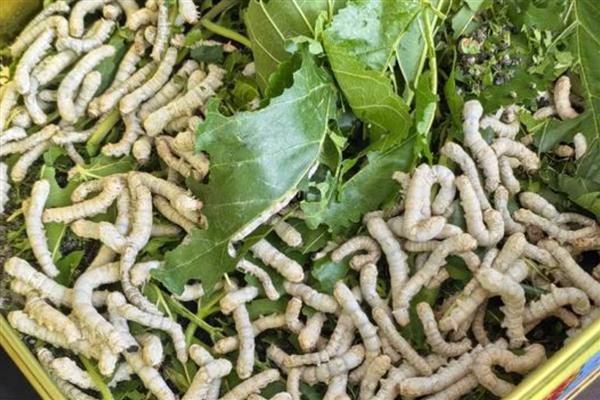 养蚕的方法,先准备一个无异味的纸盒