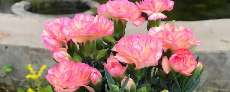 康乃馨可以吃吗，康乃馨可以吃