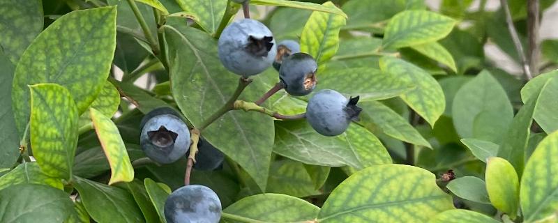 一天吃了多少蓝莓合适，60-80g左右为佳