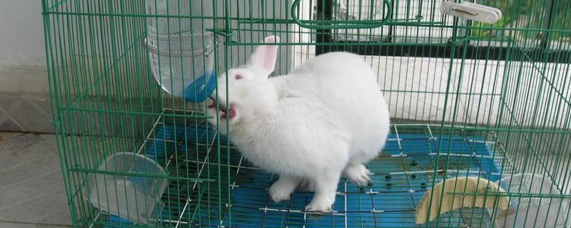 饲养兔子需做哪些护理工作，不要频繁洗澡