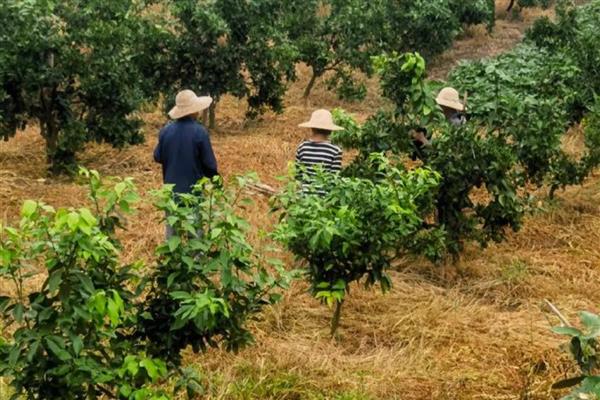 柑橘种植株距与行距,一般在3米左右即可