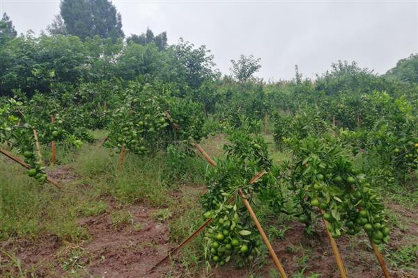 柑橘种植株距与行距,一般在3米左右即可