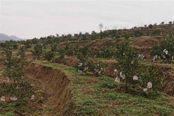 柑橘种植株距与行距,一般在3米左右即可