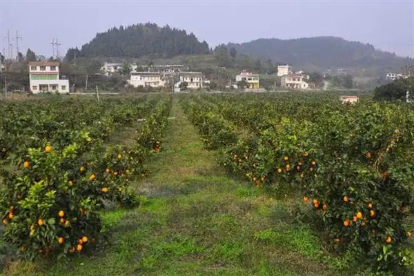 柑橘种植株距与行距,一般在3米左右即可