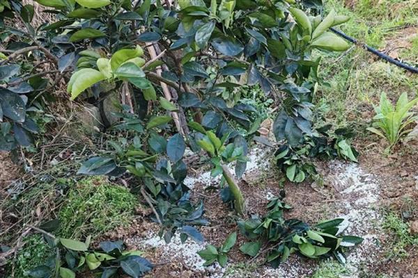 柑橘种植株距与行距,一般在3米左右即可