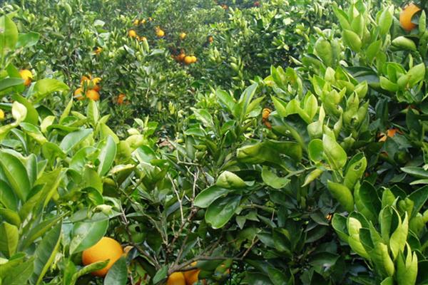 柑橘种植株距与行距,一般在3米左右即可