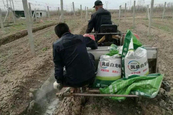 荔枝怎么施肥，喷施尿素或磷酸二氢钾可减少落果