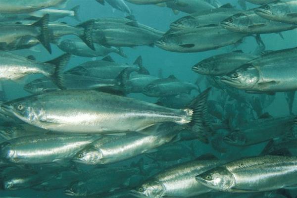 大西洋鲑鱼是不是三文鱼,二者是同一种鱼