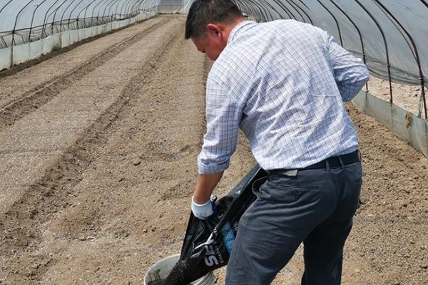 荔枝怎么施肥，喷施尿素或磷酸二氢钾可减少落果