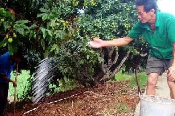 荔枝怎么施肥，喷施尿素或磷酸二氢钾可减少落果