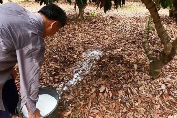 荔枝怎么施肥，喷施尿素或磷酸二氢钾可减少落果