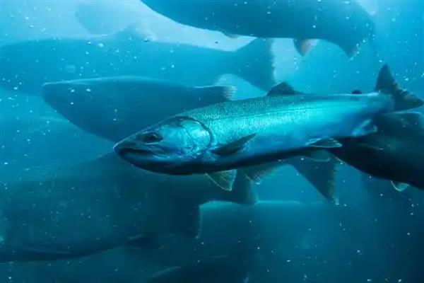 大西洋鲑鱼是不是三文鱼,二者是同一种鱼