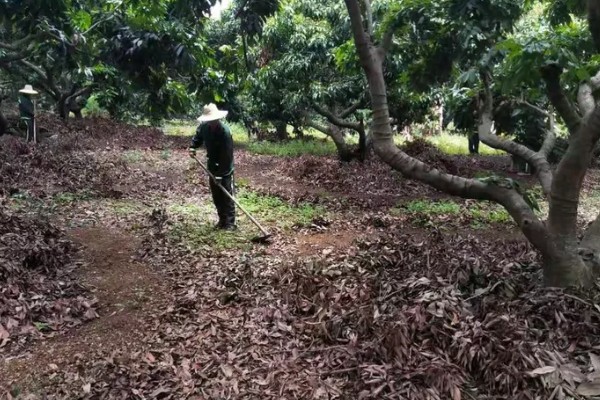 荔枝怎么施肥，喷施尿素或磷酸二氢钾可减少落果