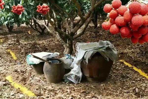 荔枝怎么施肥，喷施尿素或磷酸二氢钾可减少落果