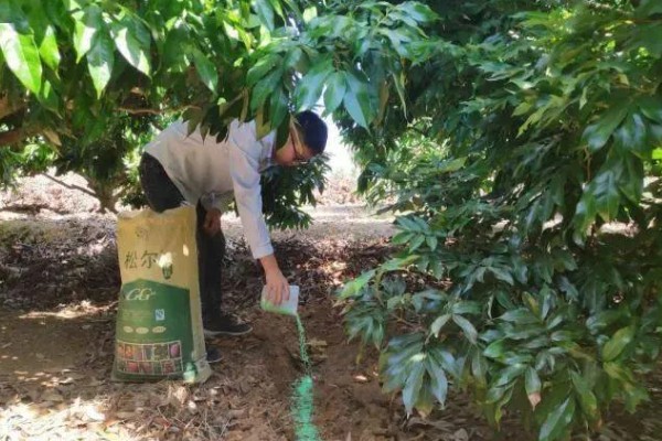 荔枝怎么施肥，喷施尿素或磷酸二氢钾可减少落果