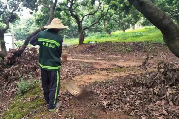 荔枝怎么施肥，喷施尿素或磷酸二氢钾可减少落果
