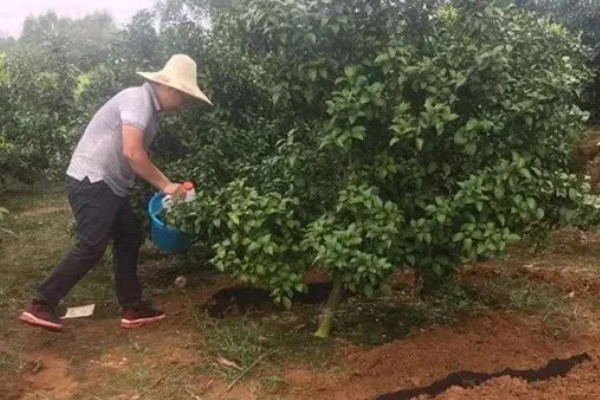 荔枝怎么施肥，喷施尿素或磷酸二氢钾可减少落果