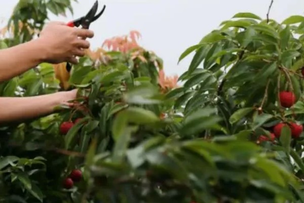 荔枝怎么施肥，喷施尿素或磷酸二氢钾可减少落果