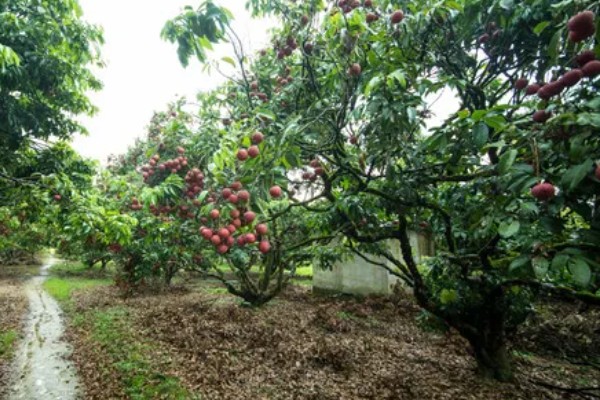 荔枝怎么施肥，喷施尿素或磷酸二氢钾可减少落果